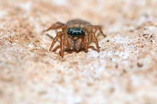 Réf. 343 677 : Euophrys terrestris